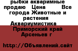 рыбки акваримные продаю › Цена ­ 30 - Все города Животные и растения » Аквариумистика   . Приморский край,Арсеньев г.